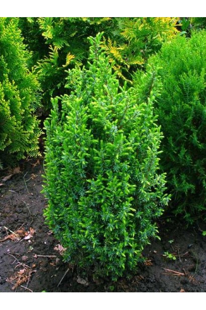 Ялівець звичайний Копресса  - світло-зелена хвоя