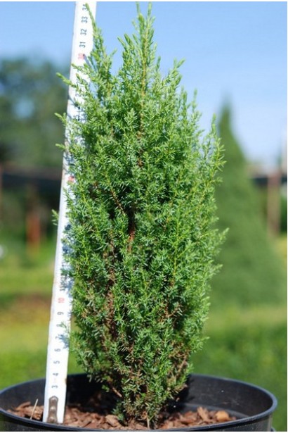 Ялівець звичайний Копресса 25-30 см