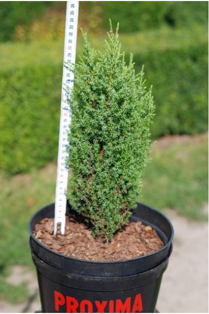 Ялівець звичайний Копресса в горщику 3 л