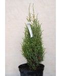 Можжевельник обыкновенный Компресса | Ялівець звичайний Компресса | Juniperus Communis Compressa