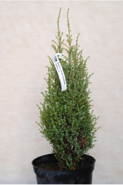 Ялівець Compressa - саджанець в горщику 0,5 л