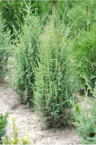 Juniperus Communis Compressa