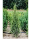 Можжевельник обыкновенный Компресса | Ялівець звичайний Компресса | Juniperus Communis Compressa