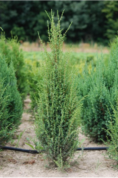 Ялівець Compressa в розсаднику на полі