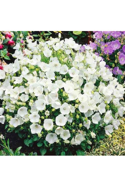Campanula carpatica White Clips / Weisse Clips