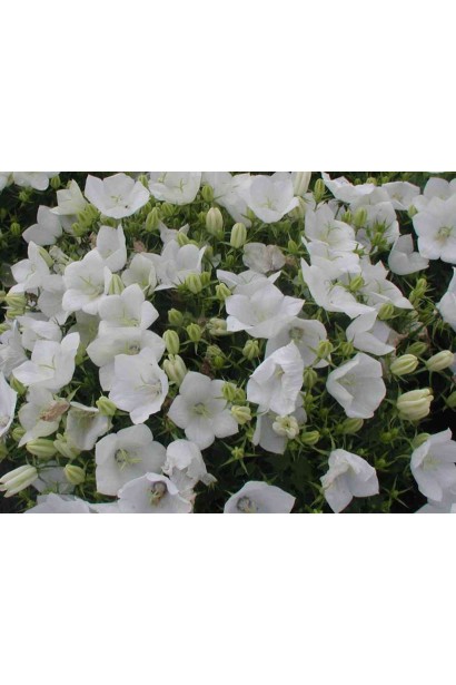 Дзвоники карпатські Вайсс Кліпс