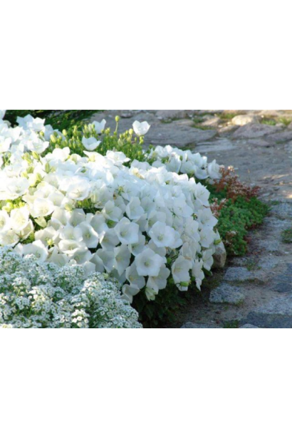 Дзвоники карпатські Уайт Кліпс / Вайсс Кліпс