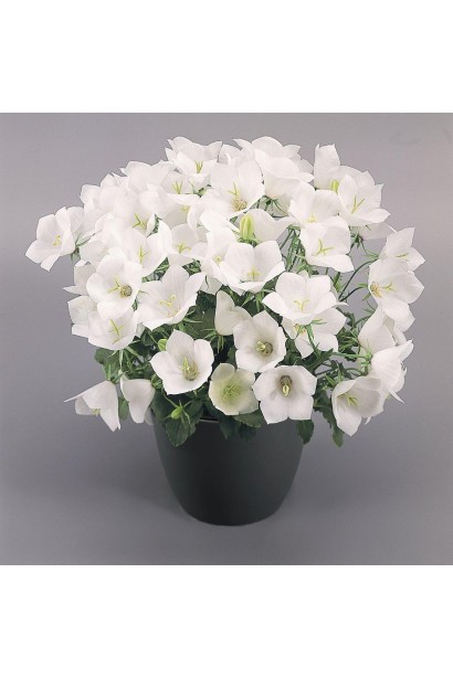 Дзвоники карпатські Уайт Кліпс в горщику