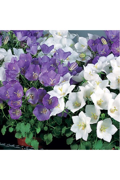 Дзвоники Уайт Кліпс на фоні фіолетових дзвіночків