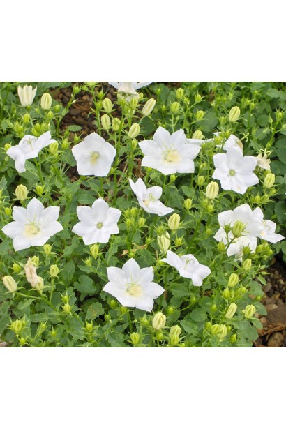 Кампанула карпатська Уайт Кліпс