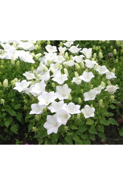 Збаночок карпатський