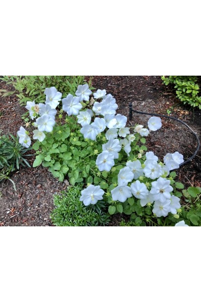 Дзвоники Вайсе Кліпс 