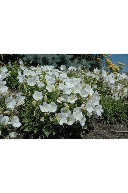 Дзвоники низькорослі Вайт Кліпс 