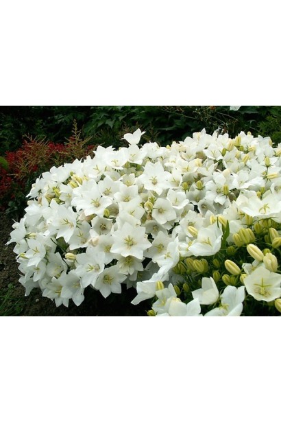 Campanula carpatica Weisse Clips