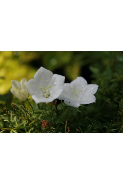 Дзвоники Уайт Кліпс білі квіти