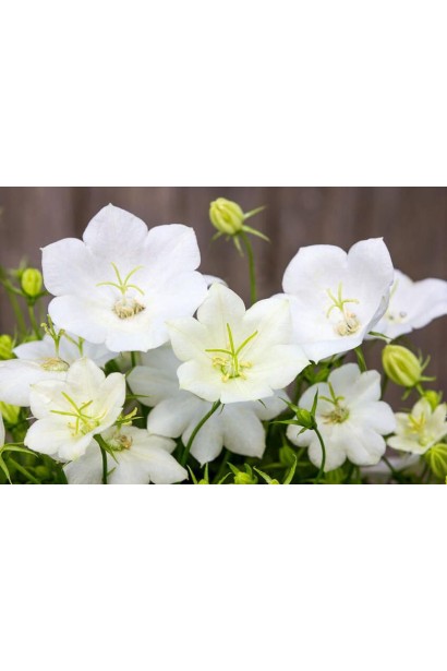 Дзвоники білі Вайсс Кліпс