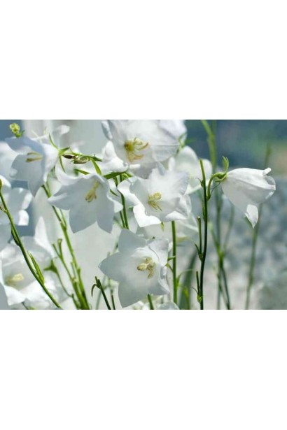 Дзвоник карпатський White Clips 