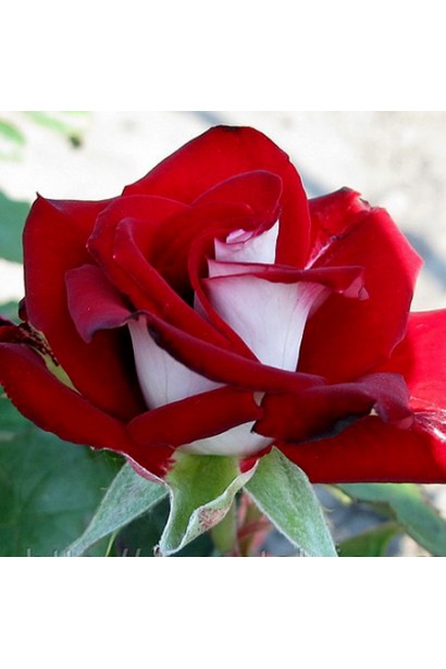 Rose Hybrid Tea and Climbing Alliance