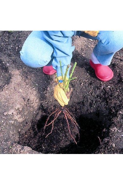Роза Альянс – посадка саженца с голым корнем