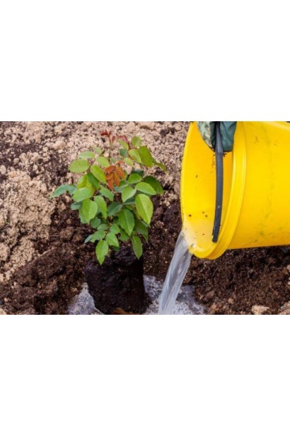 Роза чайно-гибридная Альянс