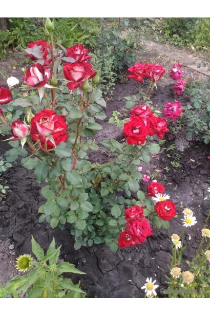 Куст роз Альянс в саду