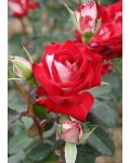 Роза чайно-гибридная Альянс | Троянда чайно-гібридна Альянс | Rose Hybrid Tea and Climbing Alliance