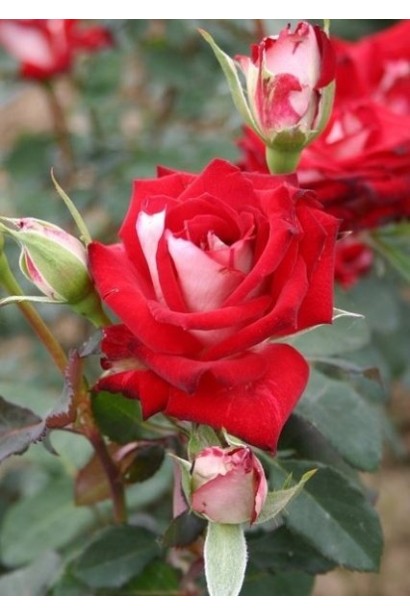 Роза Альянс – совершенна в каждой детали