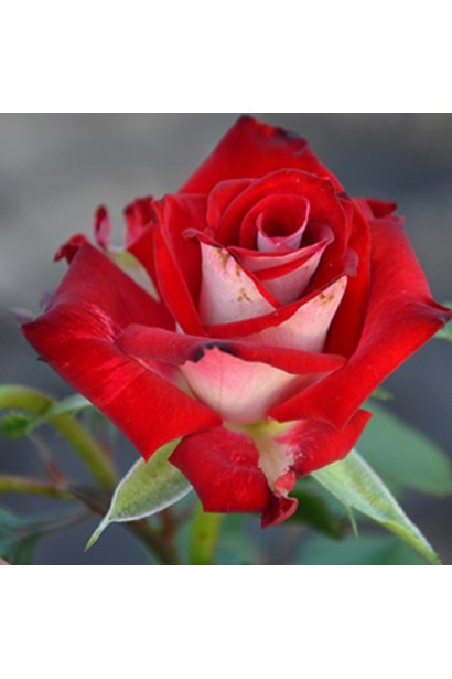 Роза Альянс – нежно-розовые бутоны