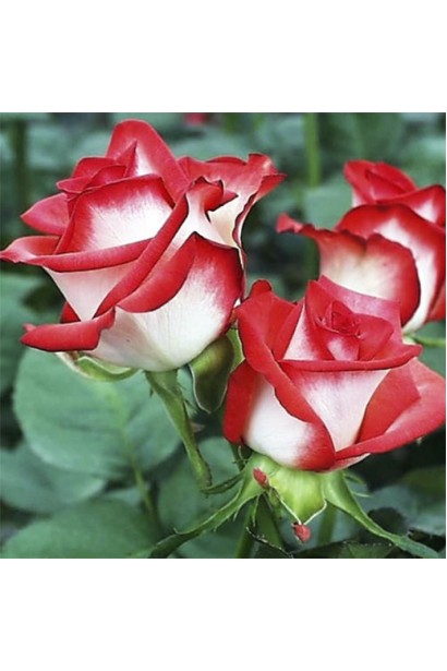 Пышное цветение роз Альянс