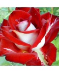Роза чайно-гибридная Альянс | Троянда чайно-гібридна Альянс | Rose Hybrid Tea and Climbing Alliance