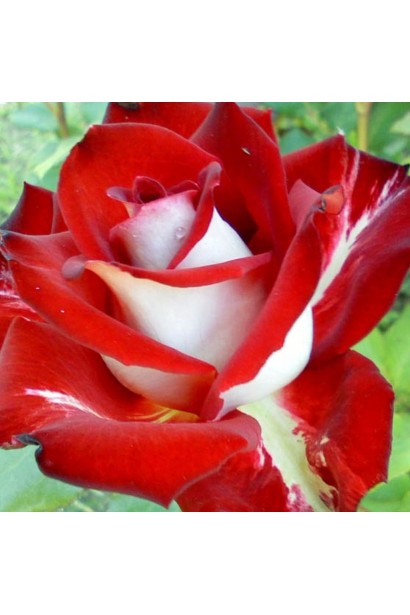 Роза чайно-гибридная Альянс