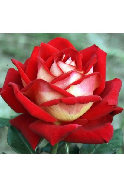 Роза чайно-гибридная Альянс