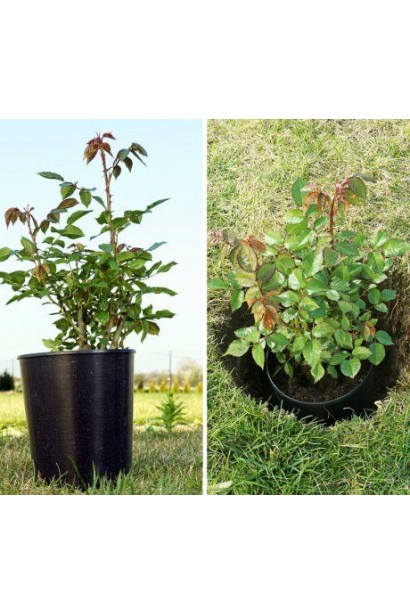 Роза Альянс – саженец в горшке.