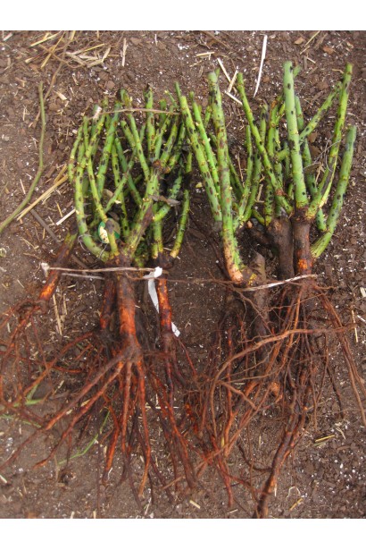 Роза чайно-гибридная Альянс – саженцы с голым корнем