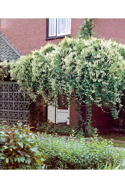 Горець бальджуанський в ландшафті