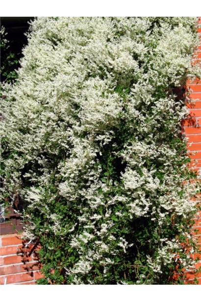 Горець бальджуанський / Фаллопія бальджуанська