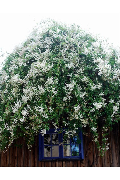 Фаллопія бальджуанська в’юнка біла ліана