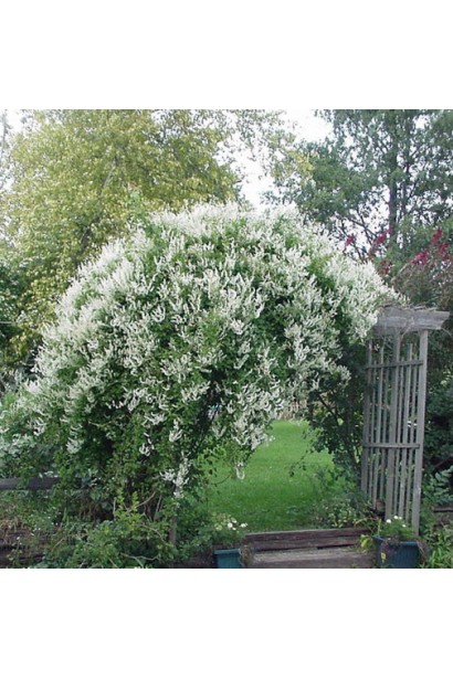 Гірчак бальджуанський ліана