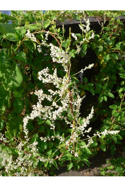 Polygonum baldschuanicum / Fallopia baldschuanica