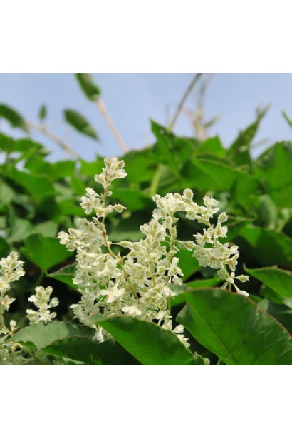 Білі волотисті суцвіття гірчака