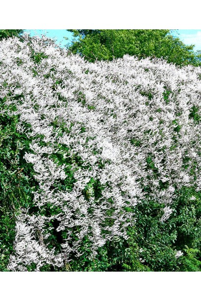 Фаллопія бальджуанська квітучий живопліт