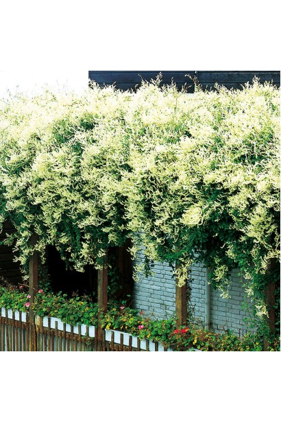 Горець бальджуанський ландшафтний дизайн