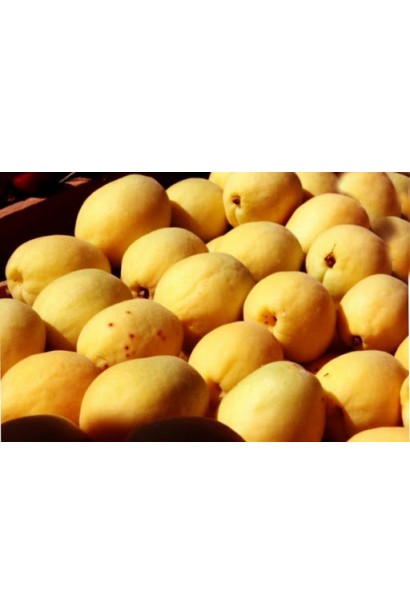 Абрикос колоновидний Ананасовий