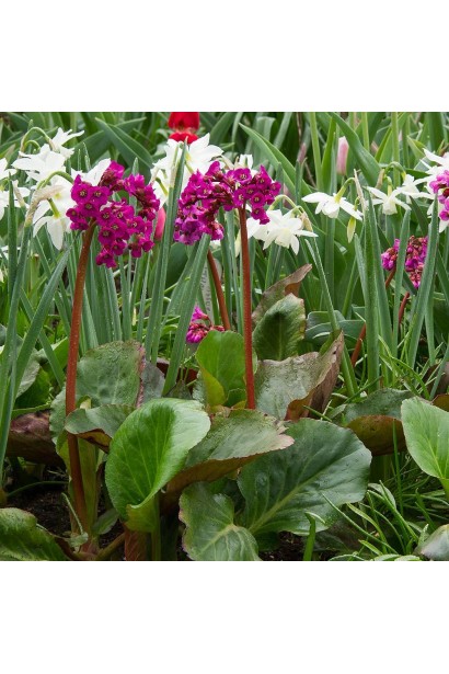 Бадан  Вінтерглют цвітіння