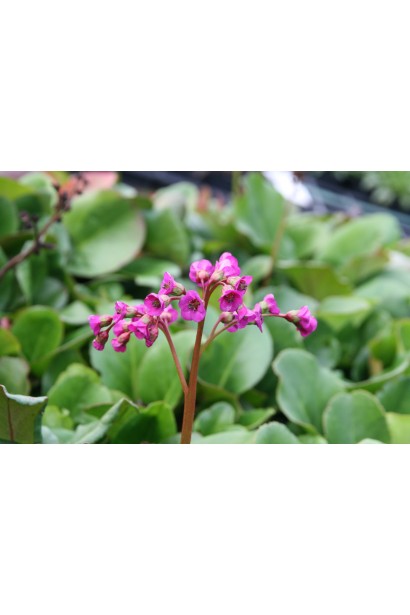 Бадан серцелистий Вінтерглют 