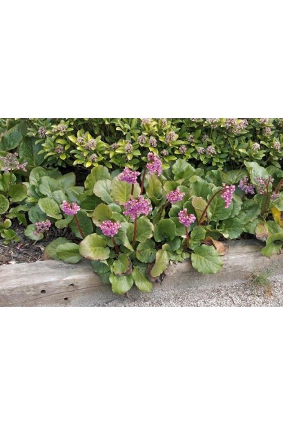 Бадан Winterglut на клумбі