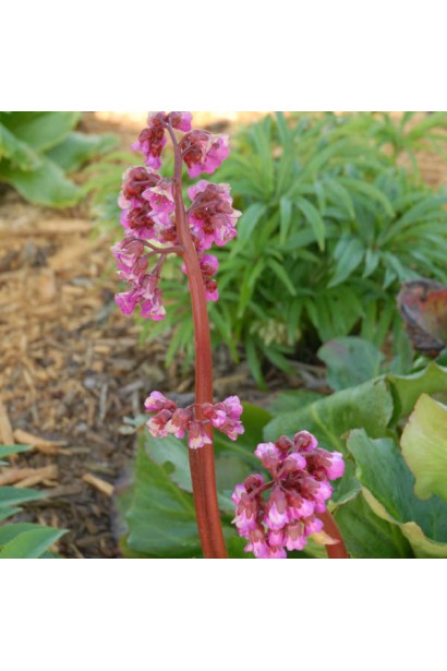 Bergenia cordifolia Winterglut