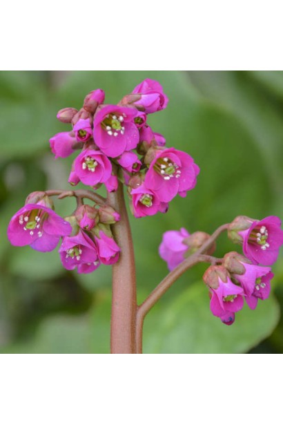 Бадан Вінтерглют рожеві суцвіття