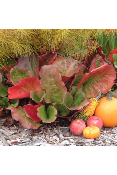 Бадан  Вінтер глоу