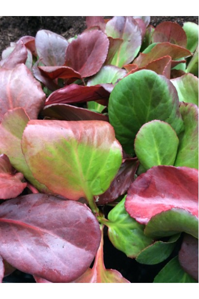 Зимове сяйво